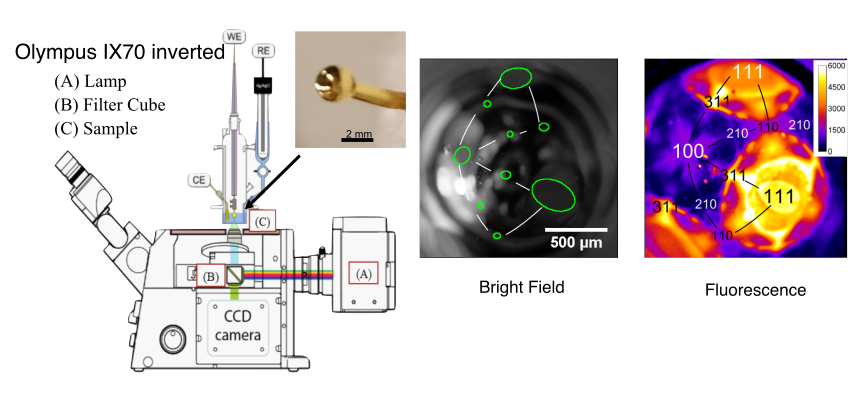 Fluorescence Microscopy